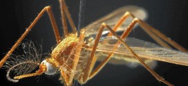 US : Naperville man contracts West Nile virus