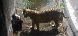 White Tiger Kills Boy Inside Delhi Zoo