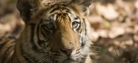 Wildlife populations fall by half in 40 years : WWF Report