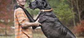 World's tallest dog dies at age 5