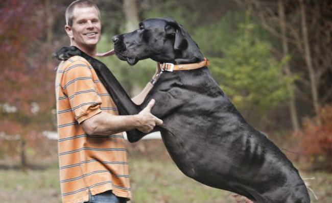 World's tallest dog dies at age 5 (Photo) - Canada Journal - News of ...