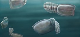 Ancient fossils confirmed among our strangest cousins, research