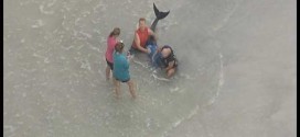 Baby whale dies after Florida. shark attack