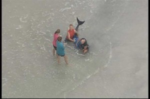 Baby whale dies after Florida. shark attack