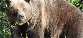 Banff residents warned grizzly bear spotted around town : officials