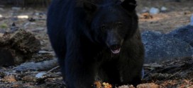 Bear Eats Man Who Died Of Heart Attack