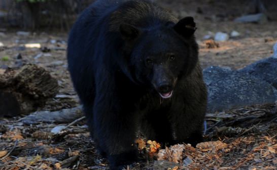 Bear Eats Man Who Died Of Heart Attack : Officials - Canada Journal