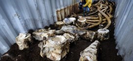 Blue whale bones land in the compost, Report