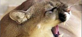 California Mountain Lion crosses freeway to mate