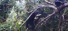 Camera-traps capture wild chimps' nighttime raiding activities