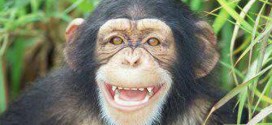 Chimp 'personhood' case goes to New York court