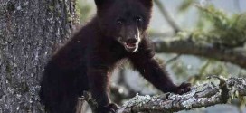 Dead bear cub found in Central Park