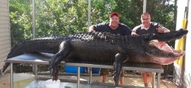 Florida Men Capture 'Lumpy,' a 765-Pound Alligator