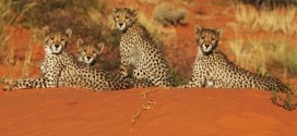 Humans 'to Blame' for Declining Cheetah Populations, New Study