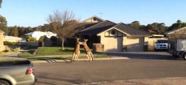 Kangaroo street fight goes viral