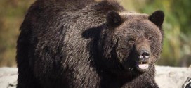 Man injured in British Columbia grizzly attack (Video)