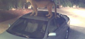 Mountain Lion On Car