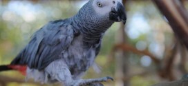 Parrot named Nigel with British accent disappears, returns speaking Spanish