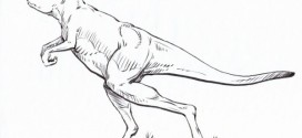 Prehistoric kangaroo was a walker, study finds