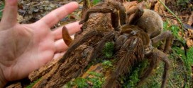 Puppy-sized spider surprises Researcher in rainforest