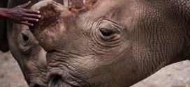 Rare White Rhino Dies in Kenya, Highlights Risk of Extinction