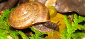 Researchers Discover New Hermaphrodite Snail Species in Taiwan