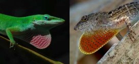 Researchers amazed how quickly lizards evolved new feet