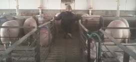 SPCA investigates hog mistreatment allegations (Video)