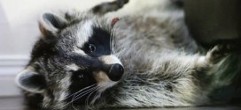 Saskatoon Couple fights to keep pet raccoon