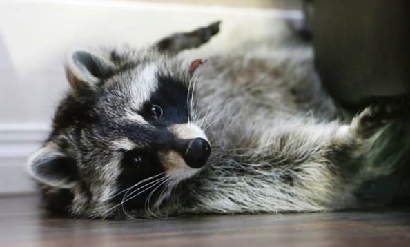 Saskatoon Couple fights to keep pet raccoon - Canada Journal - News of ...