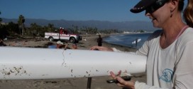 Shark Bites Outrigger Canoe in Santa Barbara Channel, authorities say