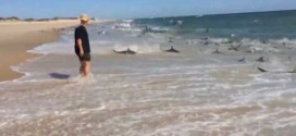 Shark Feeding Frenzy in North Carolina