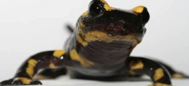 Skin-eating fungus imperils world's salamanders, New Study