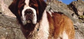 St. Bernard 'Tzouhalem' missing after truck theft in Chinatown