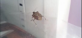 Stink bugs invade Michiana homes