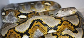 Thelma : Giant python has species' first ever 'virgin birth'