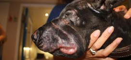 Toronto : Abused dog euthanized by Animal Services