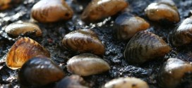 UK : Warning as alien mussels found near Heathrow airport