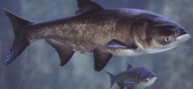 US : Asian carp DNA found in Fox River