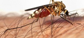 US : Second death in New Hampshire this year from EEE