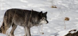 US : Two wolf harvest zones remain open