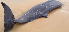 Very Rare Beaked Whale Washes Up in Australia