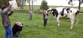 World's tallest cow a 6-foot-4-inch bovine