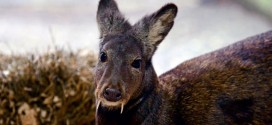 Afghan Fanged Deer spotted after 60 years : WCS