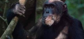 Aggressive male chimps win over mates, new study shows