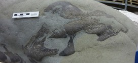 Alberta fishermen find dinosaur fossil in Castle River (Video)