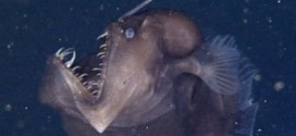 Angler fish : Researchers Capture Rare Footage Of Deep-sea Angler Fish (Video)