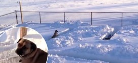 Dog Snow Maze - Video : Dog Outsmarts Humans in Snow Maze Game