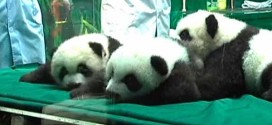 Giant Panda Triplets Celebrate 100 Days (Video)