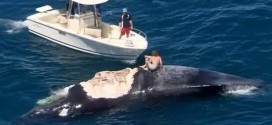 Harrison Williams : Man jumps into shark-infested water to 'surf' whale (Video)